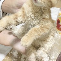 粉まみれの子猫
