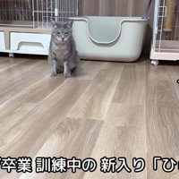 テロップ「ケージ卒業訓練中の～」