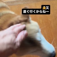 飼い主に撫でられている柴犬
