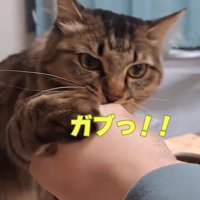 噛み付く猫