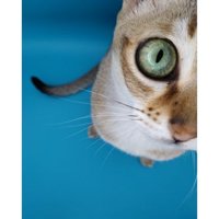 小型スタジオにいる猫
