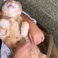 眠っている猫に近づくカメラ