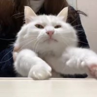 両前足を伸ばしている半目の白猫