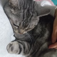 飼い主のお腹に甘えるように寄りかかる猫
