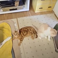 犬2匹と子猫2匹