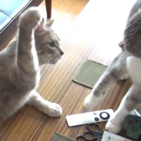 テーブルに前脚を付いている猫が猫パンチをする