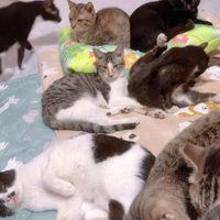 布団の上で寝ている猫達