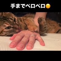 人の手をなめる猫