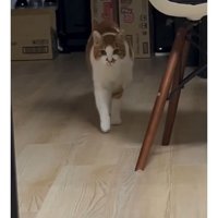 室内にいる猫