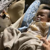 赤ちゃんがいるベビーベッドに手をかけているミケ猫