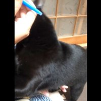 おそう黒猫