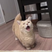 室内にいる猫