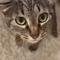 頭を擦り付ける猫