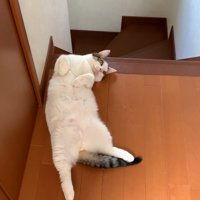 階段の入り口で寝転ぶ猫