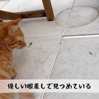 優しい眼差しで