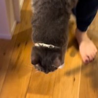 床に近づいていく猫