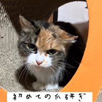 爪とぎに乗る猫