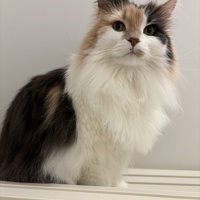 三毛柄の長毛猫の立ちポーズ