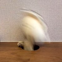 おてて