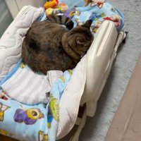 顔を隠す猫