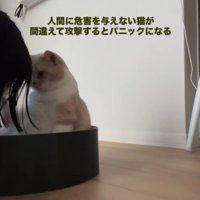 猫のにおいを嗅ぐ飼い主