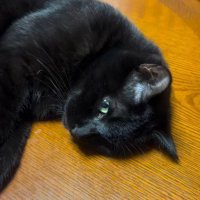 目を開けて横たわる黒猫