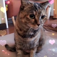 座っている猫