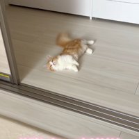 床に寝そべるマンチカン