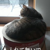 体が入りきっていない猫