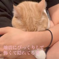 顔を埋める猫