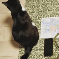 荷物と猫