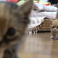 歩いてくる茶トラちゃん