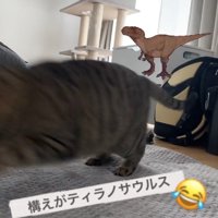 画面左側に飛び出していき顔が見切れている猫