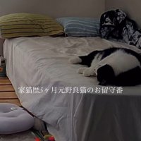 ベッドで寝ている猫
