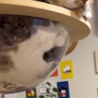 キャットタワーの中にいる猫の体