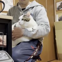膝の上でくつろぐ猫の写真2