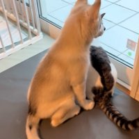 赤ちゃん犬と猫の後ろ姿