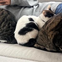 眠っている猫と男性