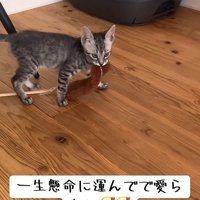 持つ猫
