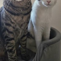 座る2匹の猫