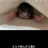 伸びをする赤ちゃん猫