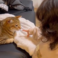 ソファに座っている猫と猫を指さしている子ども