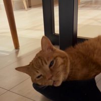 猫に話しかける女性