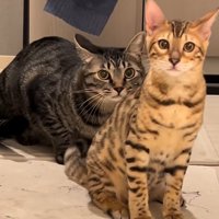 飼い主のお風呂の出待ちをするキジトラとベンガル