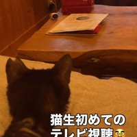 テレビを見る猫の後頭部