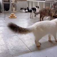 部屋を歩き回っている猫達