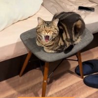 あくびしている猫さん