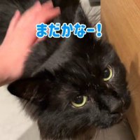 なでられる黒猫