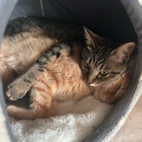 眠っている茶トラ猫を抱きしめるキジトラ猫