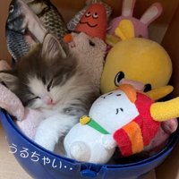 再び眠る子猫